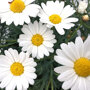 Struikmargriet wit bloemen
